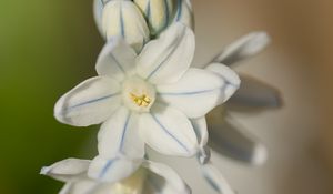 Preview wallpaper striped squill, flowers, petals, blur