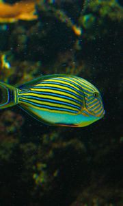 Preview wallpaper striped surgeonfish, fish, aquarium, water