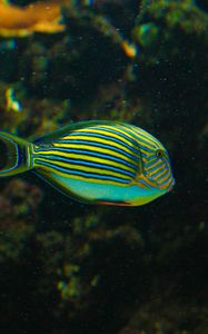 Preview wallpaper striped surgeonfish, fish, aquarium, water