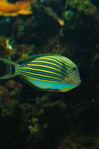 Preview wallpaper striped surgeonfish, fish, aquarium, water