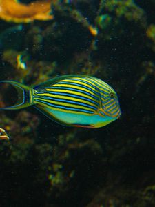 Preview wallpaper striped surgeonfish, fish, aquarium, water