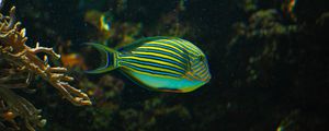 Preview wallpaper striped surgeonfish, fish, aquarium, water