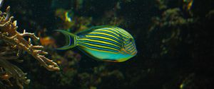 Preview wallpaper striped surgeonfish, fish, aquarium, water