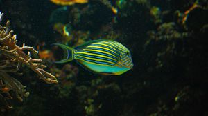 Preview wallpaper striped surgeonfish, fish, aquarium, water