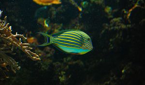 Preview wallpaper striped surgeonfish, fish, aquarium, water