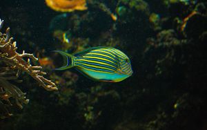 Preview wallpaper striped surgeonfish, fish, aquarium, water