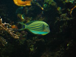 Preview wallpaper striped surgeonfish, fish, aquarium, water