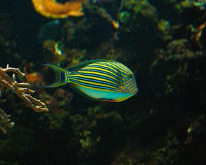 Preview wallpaper striped surgeonfish, fish, aquarium, water