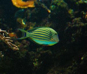 Preview wallpaper striped surgeonfish, fish, aquarium, water