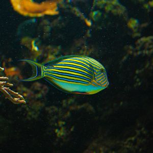 Preview wallpaper striped surgeonfish, fish, aquarium, water