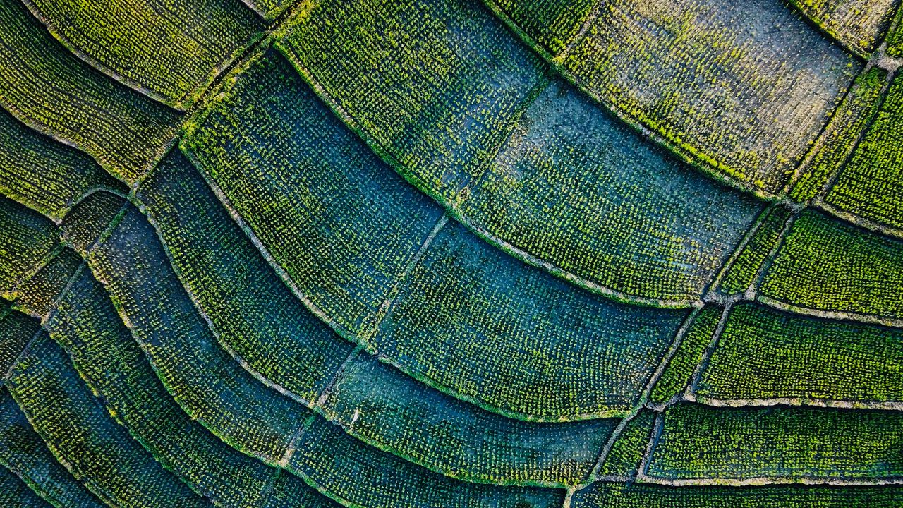 Wallpaper stripes, field, aerial view, plants