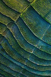 Preview wallpaper stripes, field, aerial view, plants