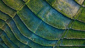 Preview wallpaper stripes, field, aerial view, plants