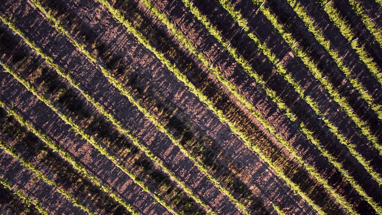 Wallpaper stripes, field, plants, aerial view