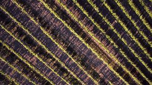 Preview wallpaper stripes, field, plants, aerial view