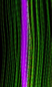 Preview wallpaper stripes, lines, neon, dark, glow