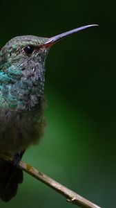 Preview wallpaper stripe-tailed hummingbird, hummingbird, bird, beak, wildlife