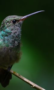 Preview wallpaper stripe-tailed hummingbird, hummingbird, bird, beak, wildlife