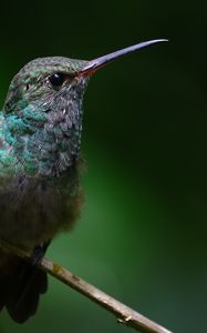 Preview wallpaper stripe-tailed hummingbird, hummingbird, bird, beak, wildlife