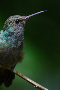 Preview wallpaper stripe-tailed hummingbird, hummingbird, bird, beak, wildlife