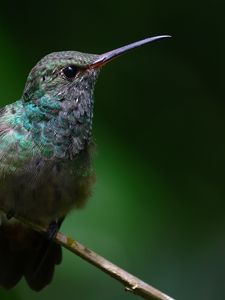 Preview wallpaper stripe-tailed hummingbird, hummingbird, bird, beak, wildlife