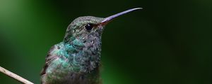 Preview wallpaper stripe-tailed hummingbird, hummingbird, bird, beak, wildlife