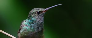 Preview wallpaper stripe-tailed hummingbird, hummingbird, bird, beak, wildlife