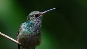 Preview wallpaper stripe-tailed hummingbird, hummingbird, bird, beak, wildlife