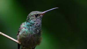 Preview wallpaper stripe-tailed hummingbird, hummingbird, bird, beak, wildlife