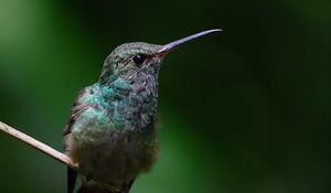 Preview wallpaper stripe-tailed hummingbird, hummingbird, bird, beak, wildlife