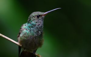 Preview wallpaper stripe-tailed hummingbird, hummingbird, bird, beak, wildlife