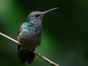 Preview wallpaper stripe-tailed hummingbird, hummingbird, bird, beak, wildlife