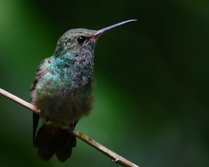 Preview wallpaper stripe-tailed hummingbird, hummingbird, bird, beak, wildlife