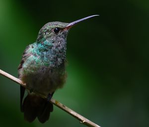 Preview wallpaper stripe-tailed hummingbird, hummingbird, bird, beak, wildlife