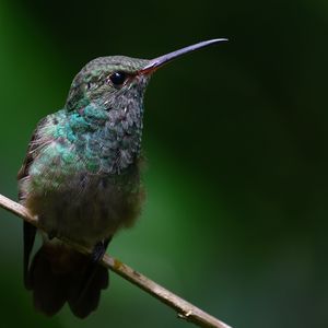 Preview wallpaper stripe-tailed hummingbird, hummingbird, bird, beak, wildlife