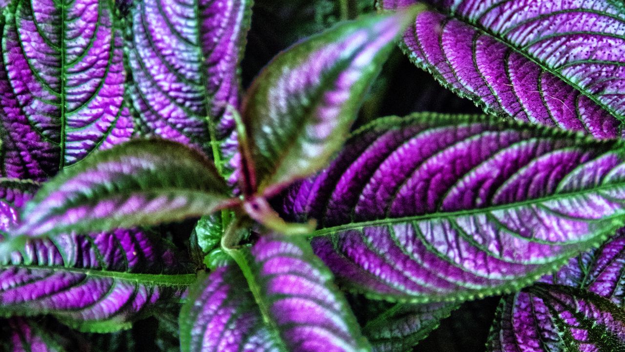 Wallpaper strobilanthes, leaves, green, purple, macro, dark