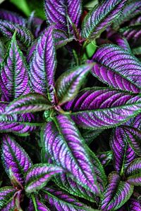 Preview wallpaper strobilanthes, leaves, green, purple, macro, dark