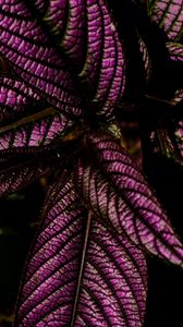 Preview wallpaper strobilanthes, leaves, plant, macro, purple