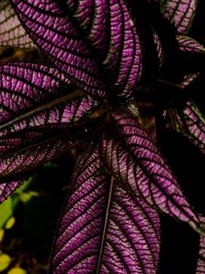 Preview wallpaper strobilanthes, leaves, plant, macro, purple