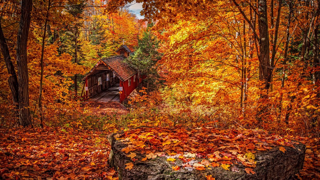 Wallpaper structure, autumn, foliage