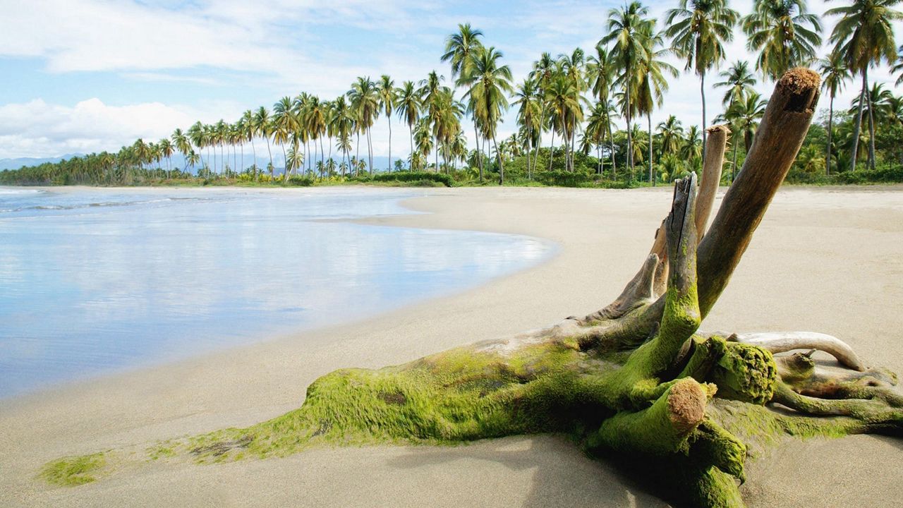 Wallpaper stub, moss, beach, sand, sea, palm trees