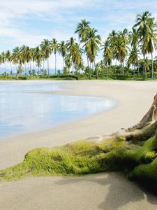 Preview wallpaper stub, moss, beach, sand, sea, palm trees