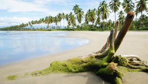 Preview wallpaper stub, moss, beach, sand, sea, palm trees