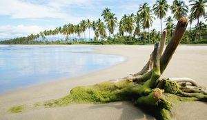 Preview wallpaper stub, moss, beach, sand, sea, palm trees