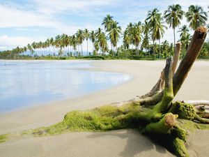 Preview wallpaper stub, moss, beach, sand, sea, palm trees