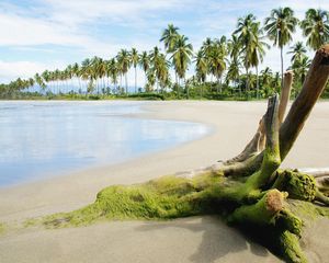 Preview wallpaper stub, moss, beach, sand, sea, palm trees