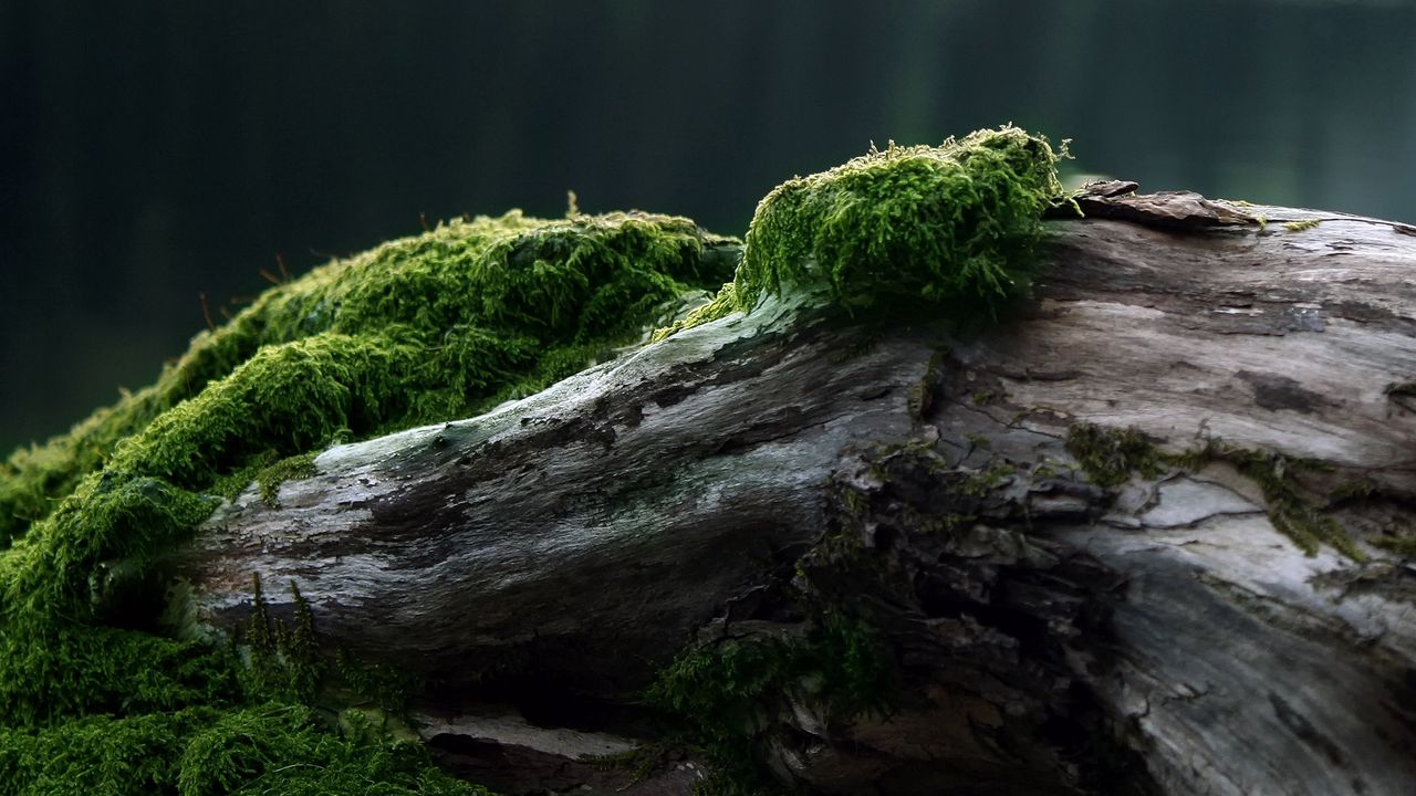 Wallpaper stub, moss, tree, log