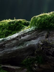 Preview wallpaper stub, moss, tree, log