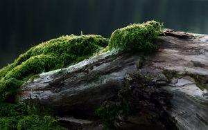 Preview wallpaper stub, moss, tree, log