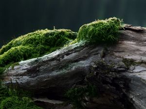 Preview wallpaper stub, moss, tree, log